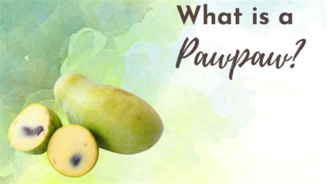 pawpaw in tagalog|Meaning of pawpaw .